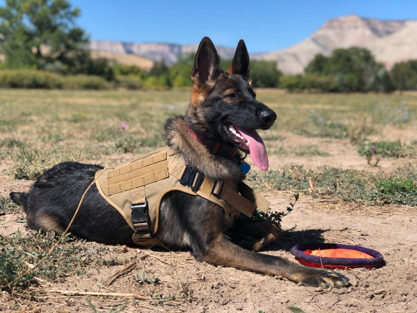 Tactical Dog Harness and Leash Set