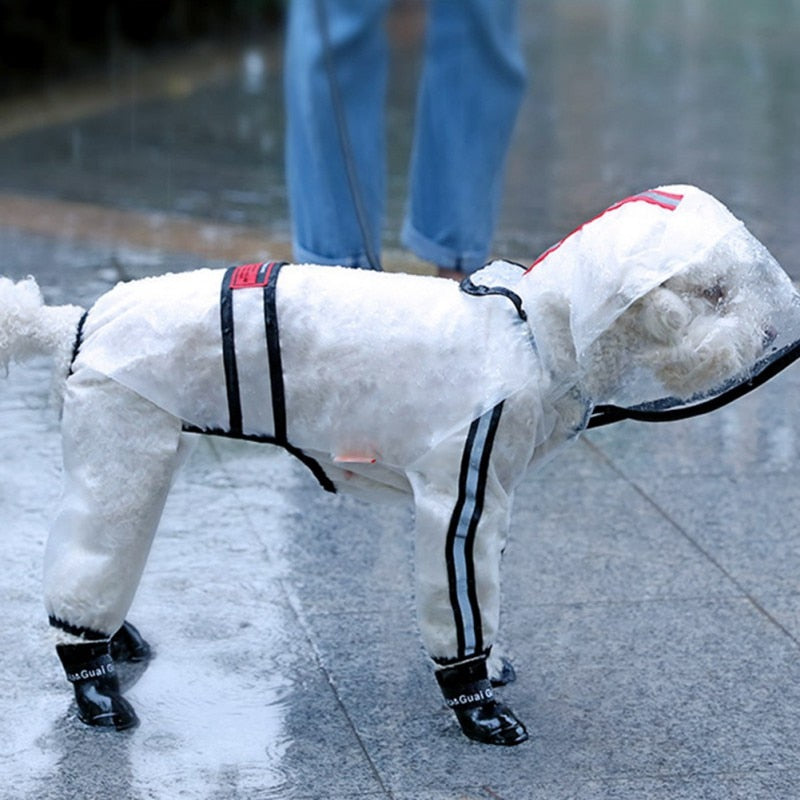 Dog Pancho