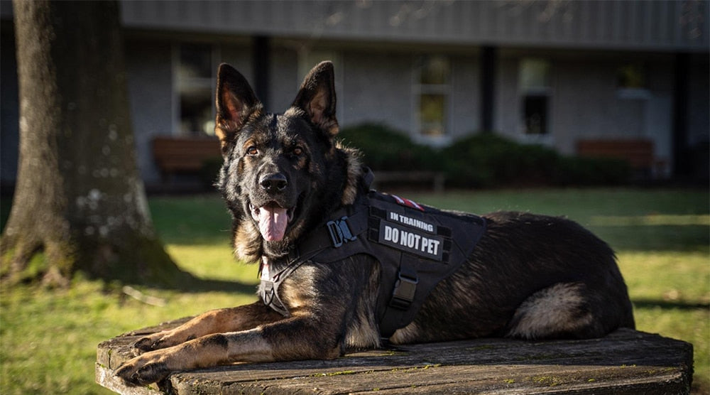 Tactical Dog Harness and Leash Set